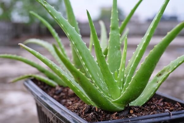 Aloe vera/Ghritakumari Fresh Live Plant