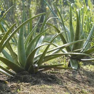 Aloe vera/Ghritakumari Fresh Live Plant - Image 3