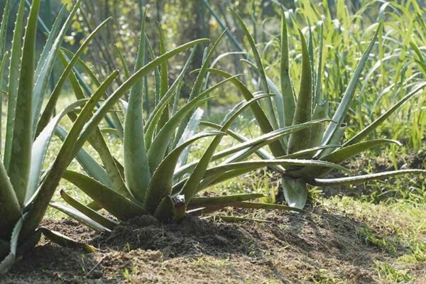 Aloe vera/Ghritakumari Fresh Live Plant