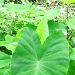Fresh Green Colocasia/Arbi/Kochu Tree Leaves - Image 2