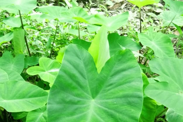 Fresh Green Colocasia/Arbi/Kochu Tree Leaves - Image 2