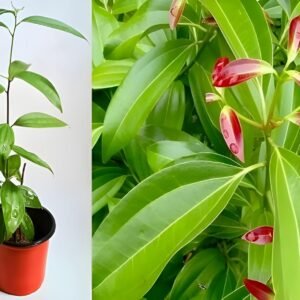 Bay Leaf/Tejpatta/Biryani Live Herbal Plant - Image 2