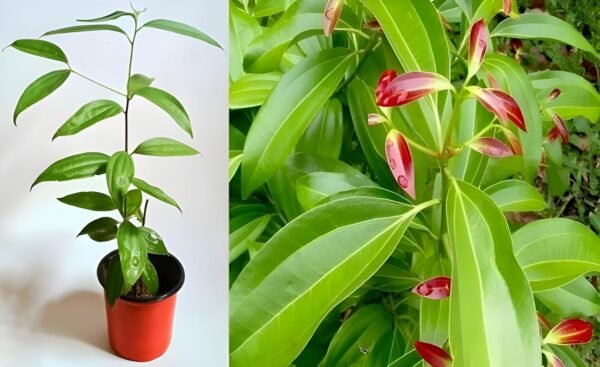 Bay Leaf/Tejpatta/Biryani Live Herbal Plant