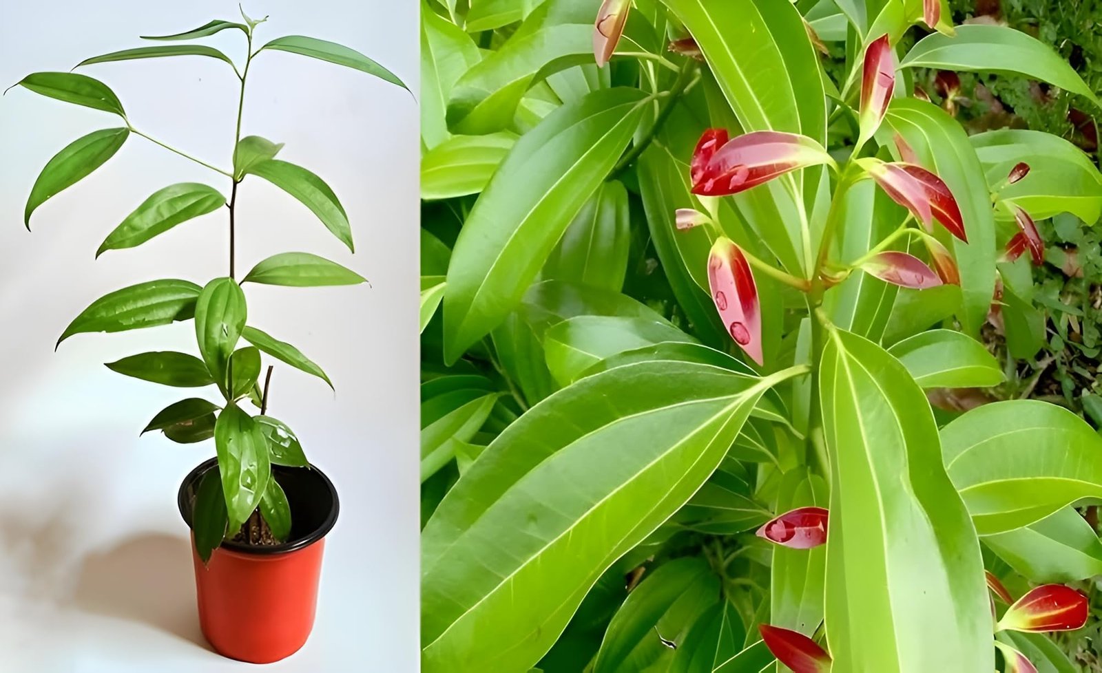 Bay Leaf/Tejpatta/Biryani Live Herbal Plant - Image 2