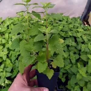 Catnip/Catmint/Biyari ghas/Badrangboya Fresh Live Plant - Image 3