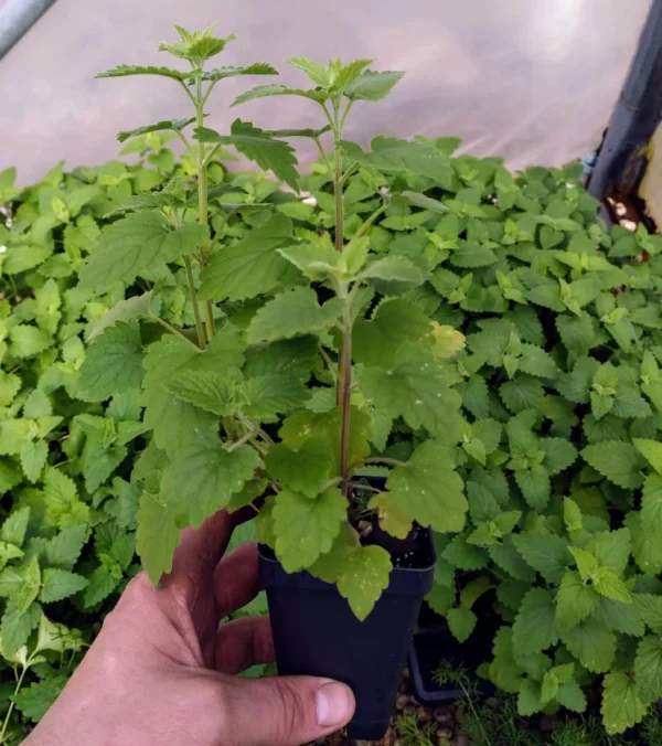 Catnip/Catmint/Biyari ghas/Badrangboya Fresh Live Plant
