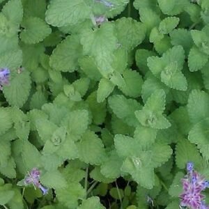 Catnip/Catmint/Biyari ghas/Badrangboya Fresh Live Plant - Image 2