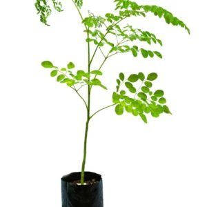 Moringa/सैंजना/Murungai/Muringa Tree Live Fresh Herbal Plant - Image 3