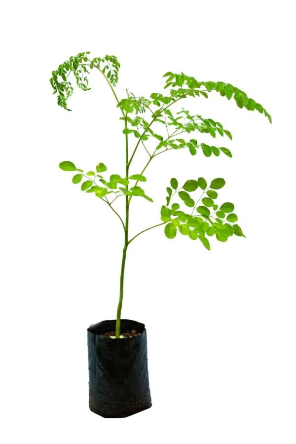 Moringa/सैंजना/Murungai/Muringa Tree Live Fresh Herbal Plant