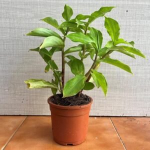 Insulin/Keokand/Kostam/Piasal/Pakarmul Live Fresh Herbal Plant - Image 2