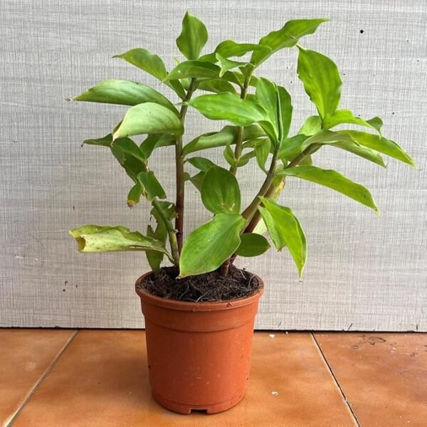 Insulin/Keokand/Kostam/Piasal/Pakarmul Live Fresh Herbal Plant