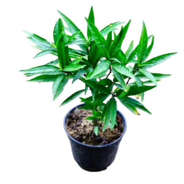 Sukh Santi/Jal Bahar Live Fresh PLant