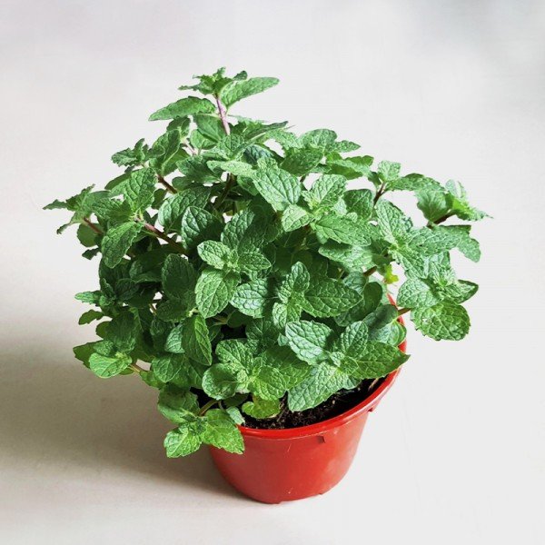 Mint/Pudina Live Fresh Plant