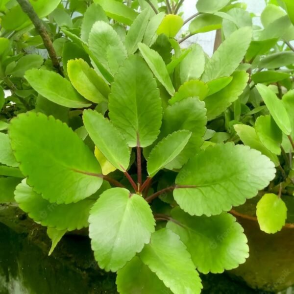 Patharchatta/Patharkuchi/Kidney stone plant/Air plant/Miracle Leaf/Panfuti Live Fresh Plant
