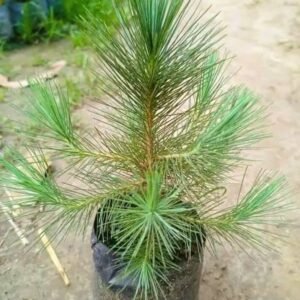 Pine Tree Himalayan Long Leaves live Air Purifier Indoor Plant - Image 3