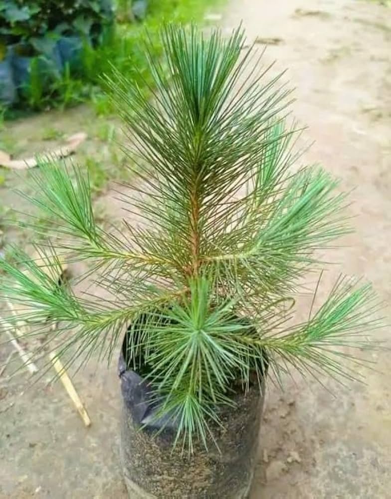 Pine Tree Himalayan Long Leaves live Air Purifier Indoor Plant