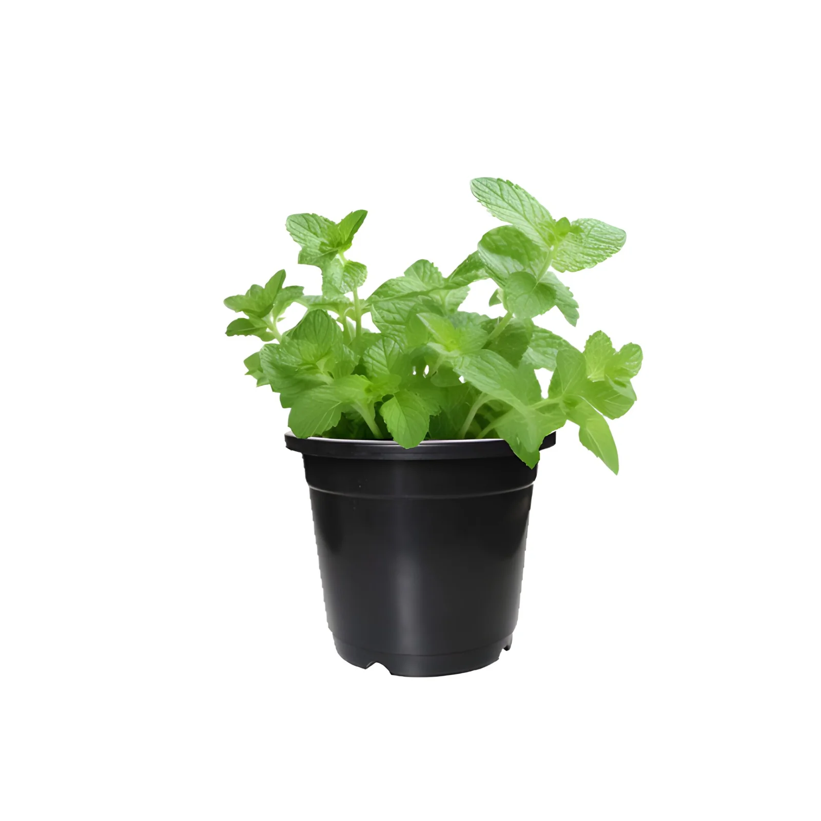 Mint/Pudina Live Fresh Plant - Image 2
