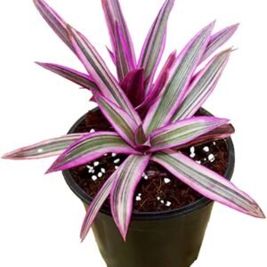 Rhoeo/Rohida/Desert Teak Ornamental Indoor Healthy Live Plant - Image 2