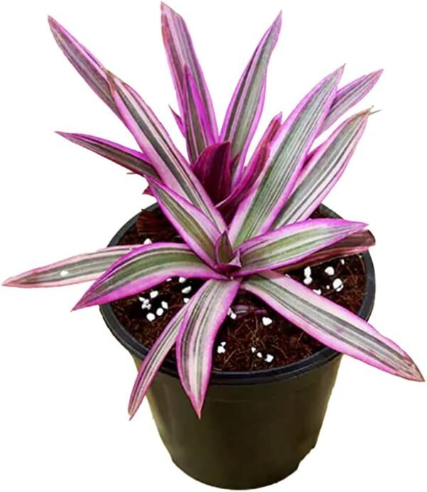 Rhoeo/Rohida/Desert Teak Ornamental Indoor Healthy Live Plant