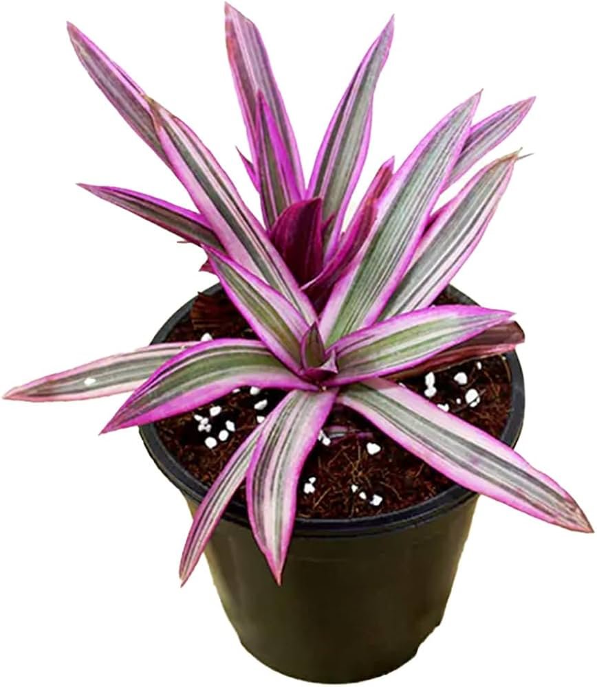 Rhoeo Plant, Rhoeo discolor (Tricolor, Variegated) -live Plant With Pot - Image 2