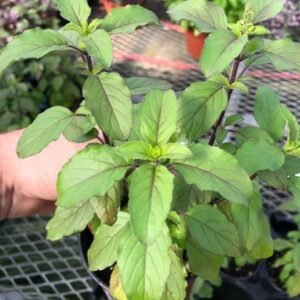 Krishna/Shyama/Purple Leaf Basil Live Fresh Plant - Image 3