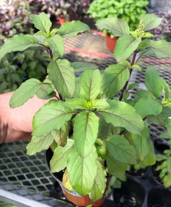 Krishna/Shyama/Purple Leaf Basil Live Fresh Plant