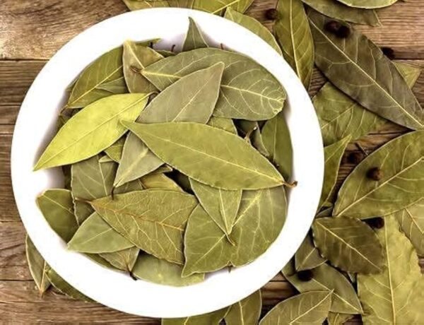 Fresh Sun Dried Bay Leaf/Tejpatta/Tamalpatra/Tejpat/Tamala