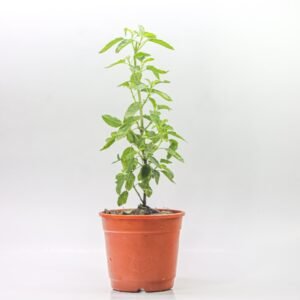 Holy Basil/Tulsi/Tulasi Live Fresh Plant - Image 2
