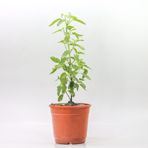 Holy Basil/Tulsi/Tulasi Live Fresh Plant