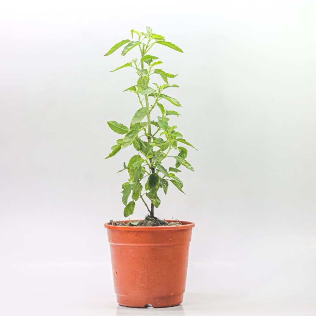 Holy Basil/Tulsi/Tulasi Live Fresh Plant - Image 2