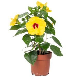 Yellow Hibiscus/Gudhal/Holud Joba Fresh Live Flower Plant - Image 2