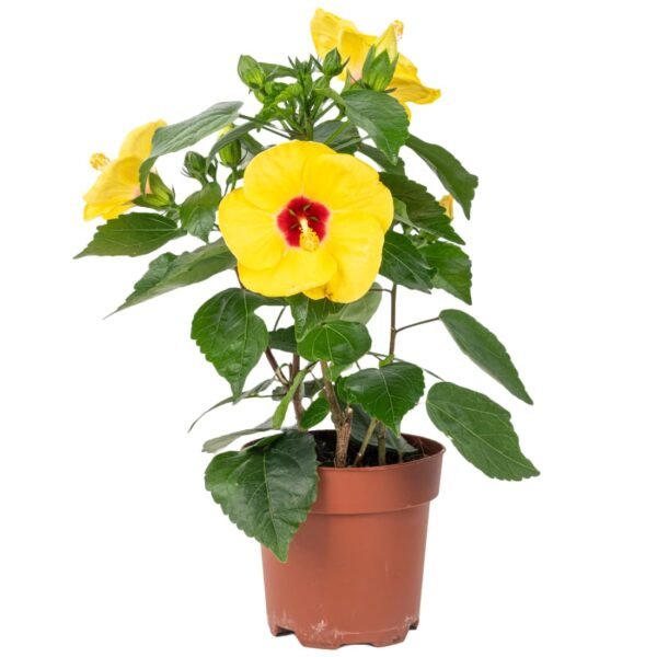 Yellow Hibiscus/Gudhal/Holud Joba Fresh Live Flower Plant