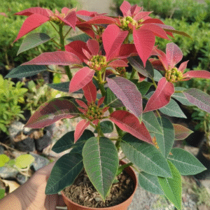 Poinsettia Flower Healthy Plant - Image 3