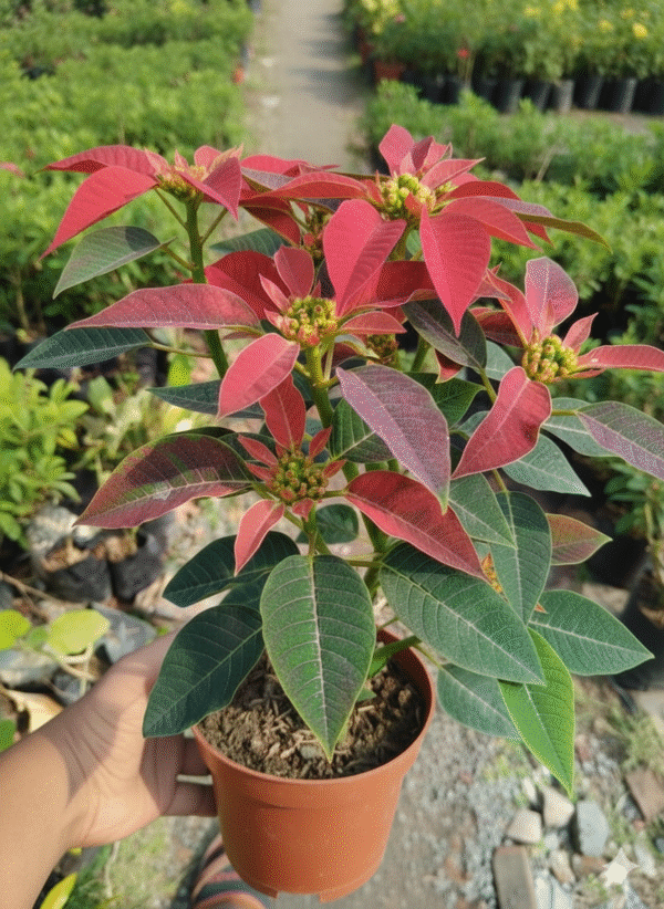 Poinsettia Flower Healthy Plant