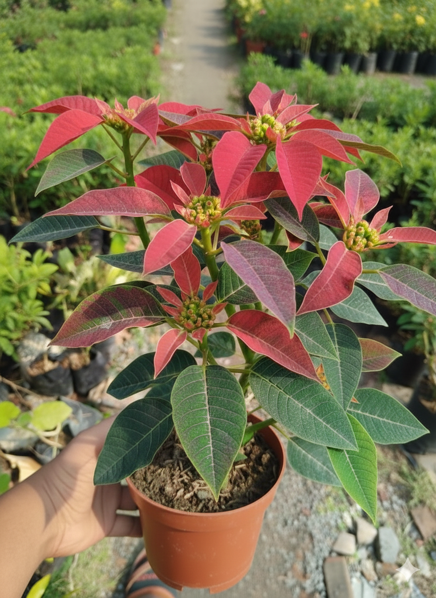 Poinsettia Flower Healthy Plant - Image 3