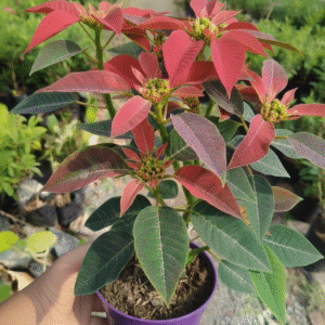 Poinsettia Flower Healthy Plant - Image 4
