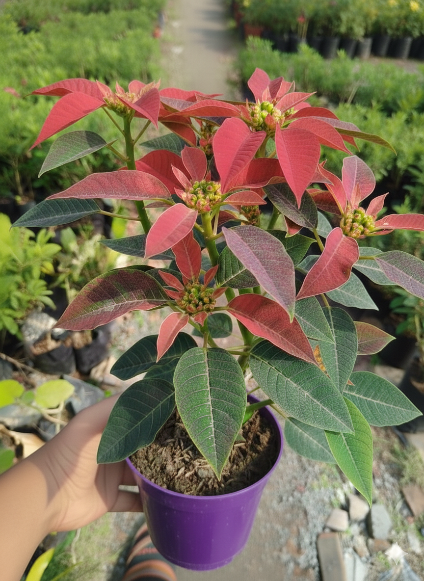 Poinsettia Flower Healthy Plant - Image 4