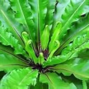 Bird Nest Fern Live Plant - Image 2