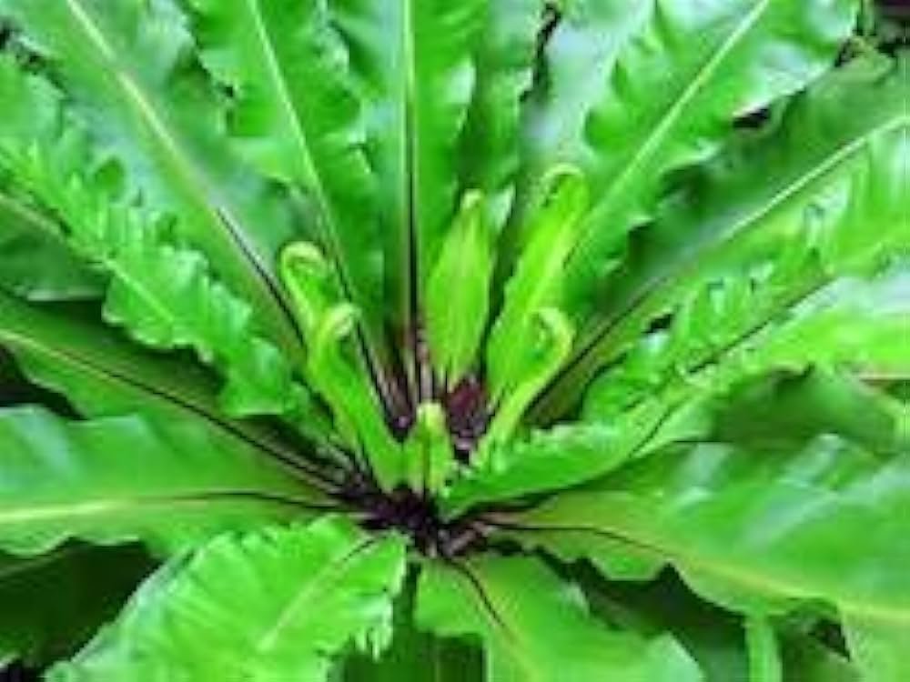 Bird Nest Fern Live Plant - Image 2