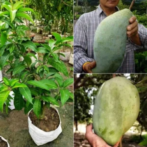 King 4kg Variety Grafted Mnago Plant - Image 2