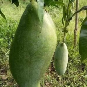 King 4kg Variety Grafted Mnago Plant