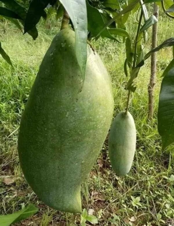 King 4kg Variety Grafted Mnago Plant