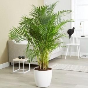 Areca Palm Healthy Live Plant - Image 3
