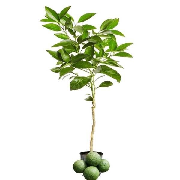 Vietnam Sweet Malta Mosambi Fruit 1-2Foot Longer Grafted Plant