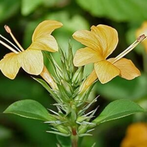 Vajradanti/Jhinti/Mullu Goranti/Shemmuli Herbal Live Plant - Image 2