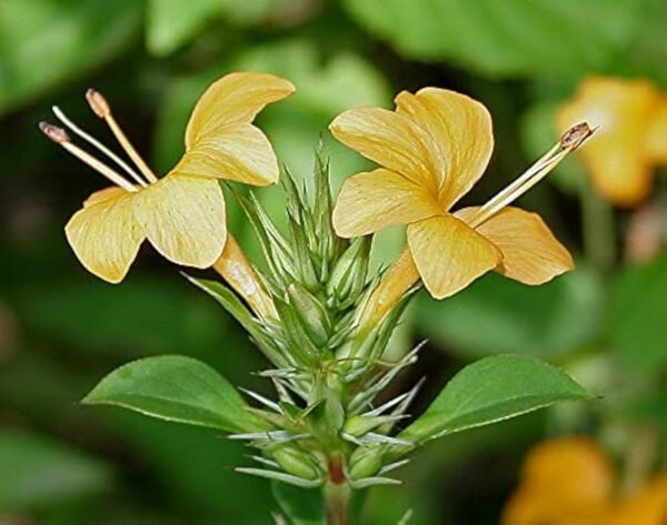 Vajradanti/Jhinti/Mullu Goranti/Shemmuli Herbal Live Plant