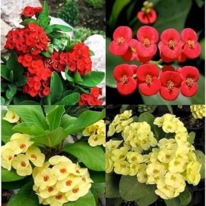 Euphorbia/Crown Of Thorns Flower Healthy Plant - Image 2