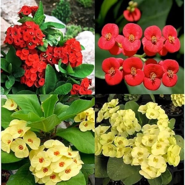 Euphorbia/Crown Of Thorns Flower Healthy Plant