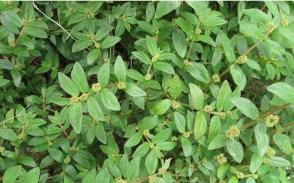 Amman Pacharisi/Asthma Herbal Plant