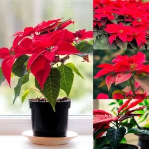 Poinsettia Flower Healthy Plant - Image 6